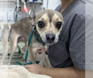Chihuahua Dogs for adoption in Chico, CA, USA