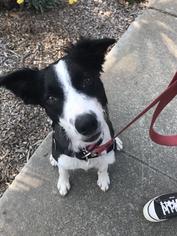 Border Collie Dogs for adoption in San Jose, CA, USA