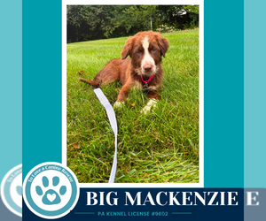Australian Shepherd Dogs for adoption in Kimberton, PA, USA
