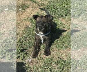 Staffordshire Bull Terrier-Unknown Mix Dogs for adoption in New Smyrna Beach, FL, USA