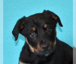 Rottweiler Dogs for adoption in Eureka, CA, USA