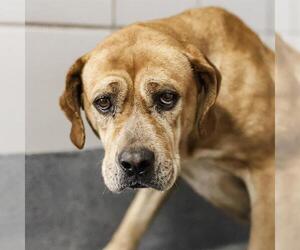Labrador Retriever Dogs for adoption in San Antonio, TX, USA