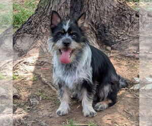 Mutt Dogs for adoption in Vail, AZ, USA