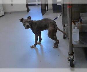 American Pit Bull Terrier-Unknown Mix Dogs for adoption in Fayetteville, NC, USA