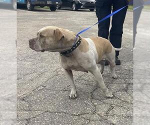 American Bulldog-Unknown Mix Dogs for adoption in Tallahassee, FL, USA
