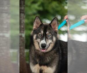 Alusky Dogs for adoption in Fayetteville, GA, USA