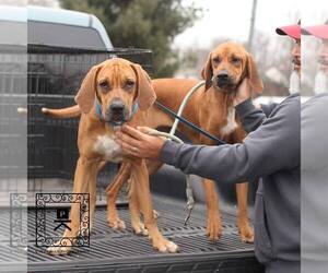 Redbone Coonhound-Unknown Mix Dogs for adoption in Woodbridge, VA, USA