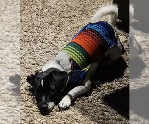 Chihuahua-Unknown Mix Dogs for adoption in OKLAHOMA CITY, OK, USA