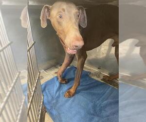 Doberman Pinscher Dogs for adoption in Downey, CA, USA