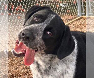 German Shorthaired Pointer-Unknown Mix Dogs for adoption in Canton, CT, USA