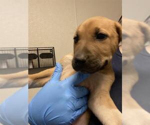 Labrador Retriever Dogs for adoption in Bakersfield, CA, USA