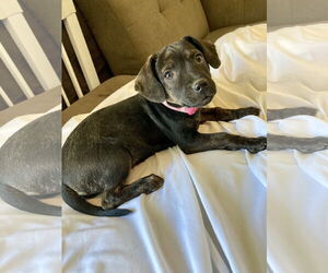 Dachshund-Unknown Mix Dogs for adoption in San Diego, CA, USA