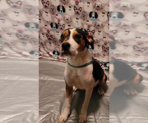BT Walker Dogs for adoption in Sanderson, FL, USA