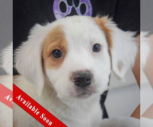 Colonial Cocker Spaniel-English Setter Mix Dogs for adoption in Huntley, IL, USA