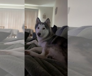 Siberian Husky Dogs for adoption in Cumming, GA, USA