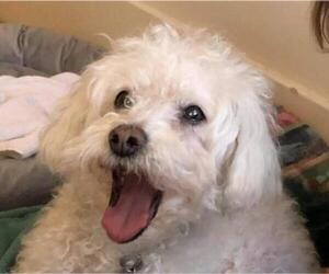 Bichon Frise Dogs for adoption in Lockport, NY, USA