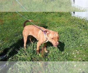 American Pit Bull Terrier-Unknown Mix Dogs for adoption in McKinleyville, CA, USA