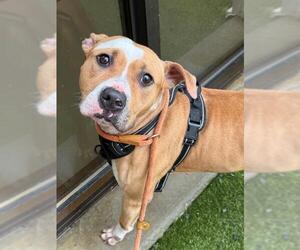 American Pit Bull Terrier Dogs for adoption in Fayetteville, NC, USA