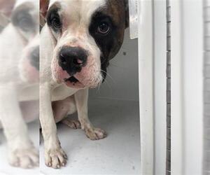 American Bulldog Dogs for adoption in Houston, TX, USA
