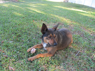 Medium Photo #1 Mutt Puppy For Sale in Lithia, FL, USA