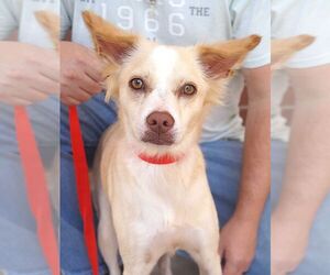 Mutt Dogs for adoption in Carrollton, TX, USA