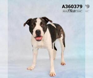 Bullboxer Pit Dogs for adoption in Conroe, TX, USA