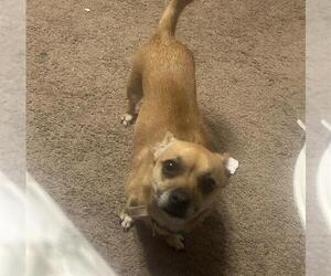 Chihuahua Dogs for adoption in San Antonio, TX, USA
