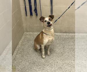 Labrador Retriever-Unknown Mix Dogs for adoption in Conroe, TX, USA