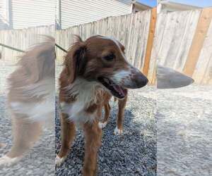 Mutt Dogs for adoption in Thomasville, NC, USA