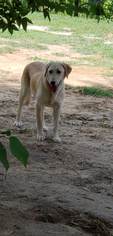 Labrador Retriever Dogs for adoption in Dalzell, SC, USA