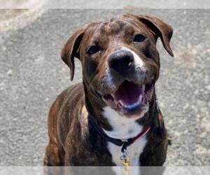 American Bulldog Dogs for adoption in Hampton Bays, NY, USA