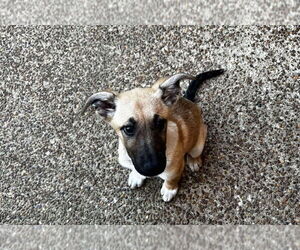 German Shepherd Dog-Unknown Mix Dogs for adoption in Mt. Airy, MD, USA