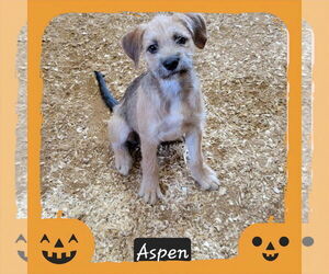 Mutt Dogs for adoption in Granbury, TX, USA