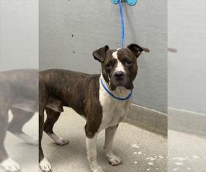 American Pit Bull Terrier-Unknown Mix Dogs for adoption in Las Vegas, NV, USA