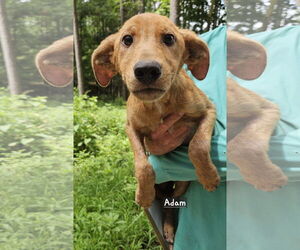 Mutt Dogs for adoption in Corinth, MS, USA