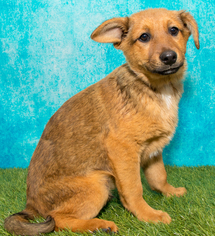German Shepherd Dog-Unknown Mix Dogs for adoption in Denver, CO, USA