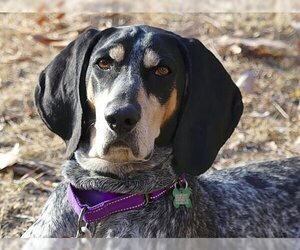 Bluetick Coonhound Dogs for adoption in Monterey, VA, USA