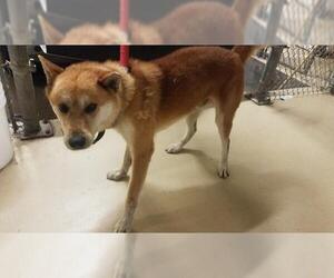 Shiba Inu Dogs for adoption in Houston, TX, USA
