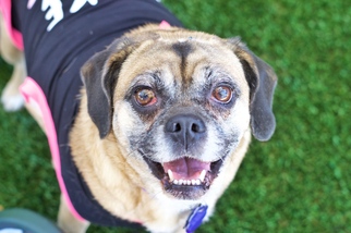 Puggle Dogs for adoption in Pittsburg, CA, USA