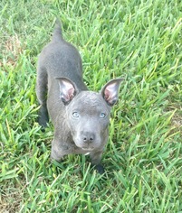 Medium Photo #1 American Staffordshire Terrier-Labrador Retriever Mix Puppy For Sale in Houston, TX, USA