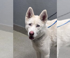 Siberian Husky-Unknown Mix Dogs for adoption in Las Vegas, NV, USA