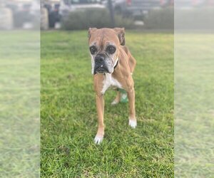 Boxer Dogs for adoption in Riverside, CA, USA