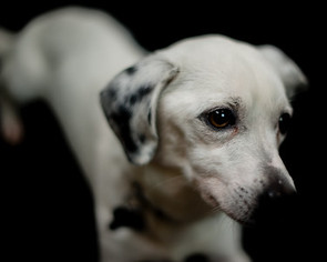 Dorgi Dogs for adoption in Kennesaw, GA, USA