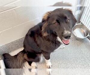 Border Collie-Unknown Mix Dogs for adoption in Houston, TX, USA