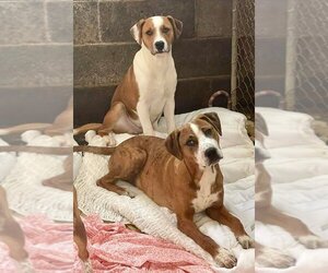American Staffordshire Terrier-Unknown Mix Dogs for adoption in wanaque, NJ, USA