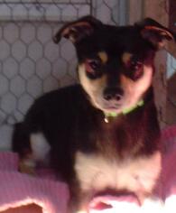 Chihuahua Dogs for adoption in Sherman Oaks, CA, USA