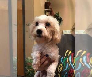 Maltipoo Dogs for adoption in Fayetteville, GA, USA