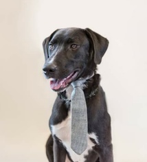 Great Dane-Labrador Retriever Mix Dogs for adoption in Panama City, FL, USA