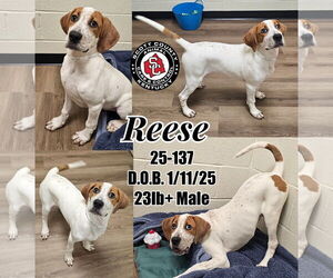Boxer-Unknown Mix Dogs for adoption in Georgetown, KY, USA