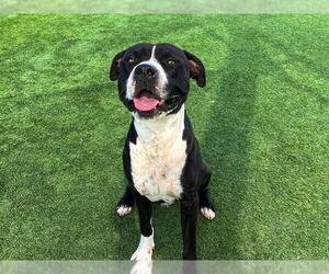 American Pit Bull Terrier-Unknown Mix Dogs for adoption in Orange, CA, USA